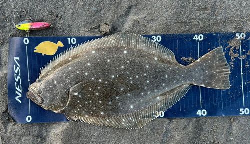ヒラメの釣果