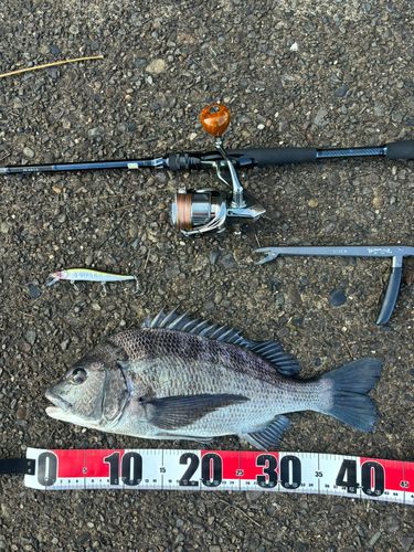 チヌの釣果