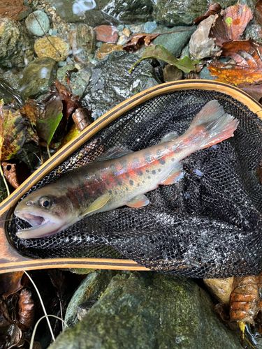 ヤマメの釣果