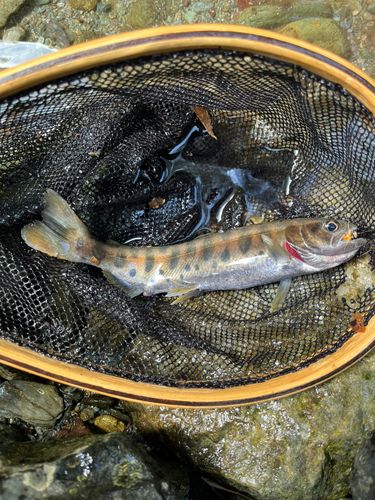 ヤマメの釣果