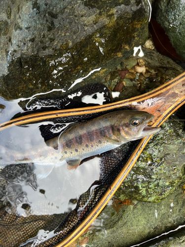 ヤマメの釣果