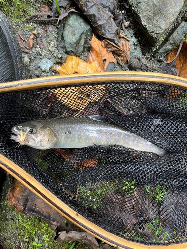 イワナの釣果
