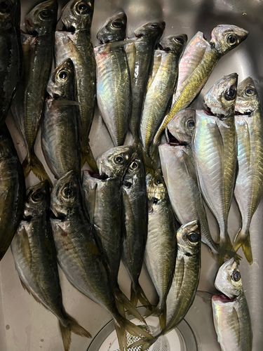 イスズミの釣果