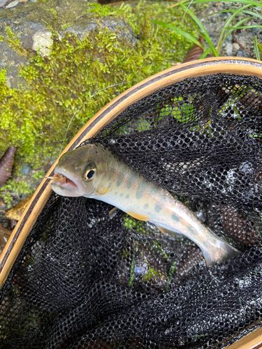 ヤマメの釣果