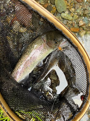 ニジマスの釣果