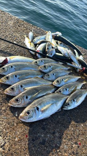 アジの釣果