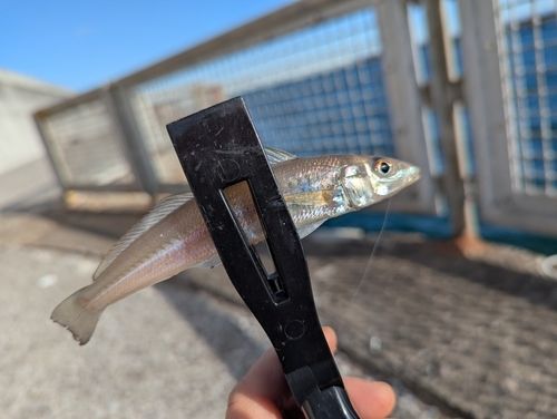 本牧海づり施設