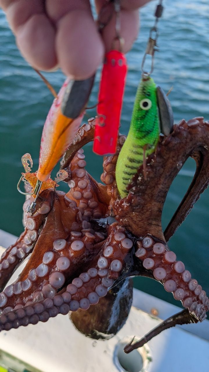 おざくんさんの釣果 2枚目の画像