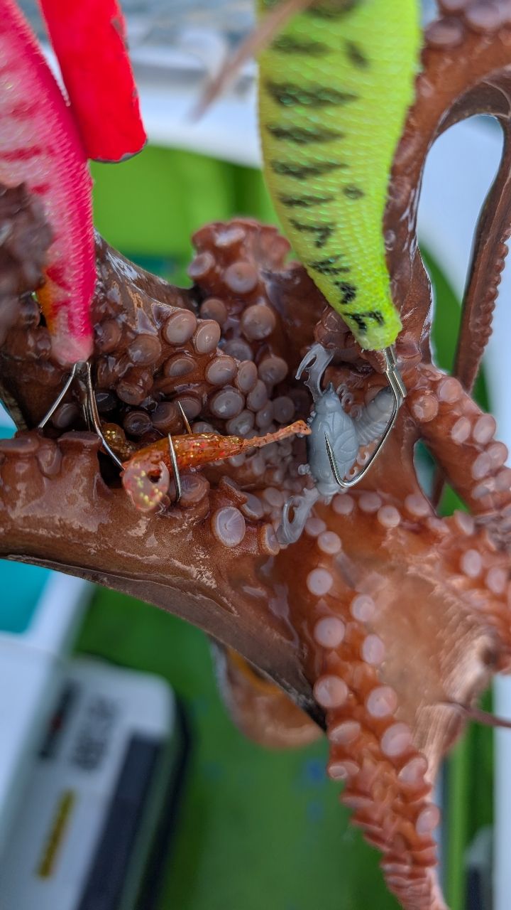 おざくんさんの釣果 3枚目の画像