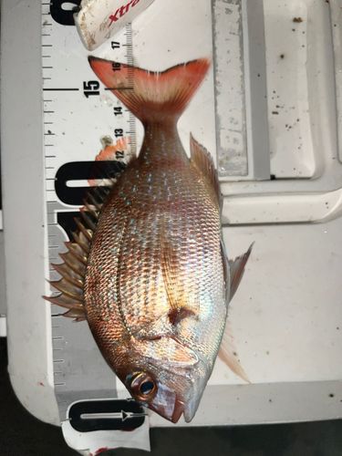 チャリコの釣果