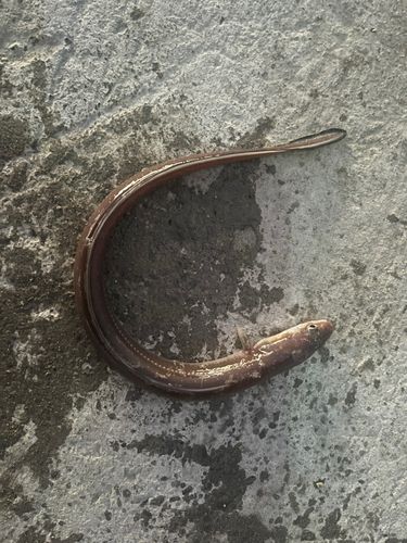 マアナゴの釣果