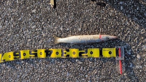 アカカマスの釣果