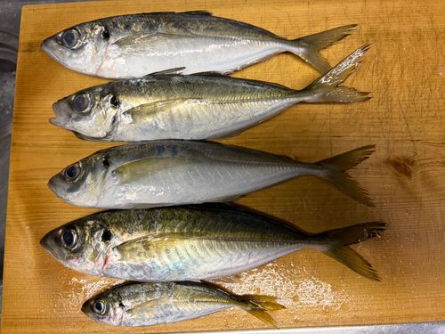 アジの釣果