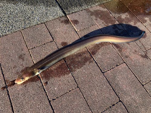 豊洲ぐるり公園