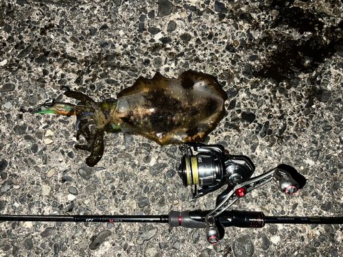 アオリイカの釣果