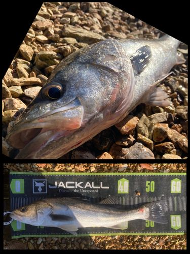 シーバスの釣果