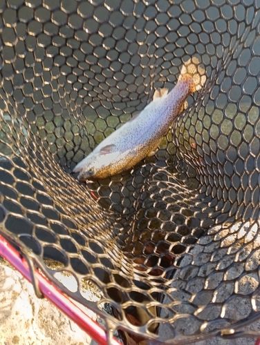 ベリーパーク in FISH ON! 王禅寺