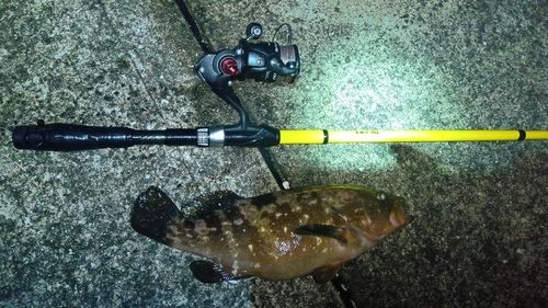 キジハタの釣果