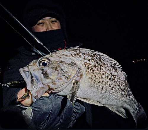 クロソイの釣果