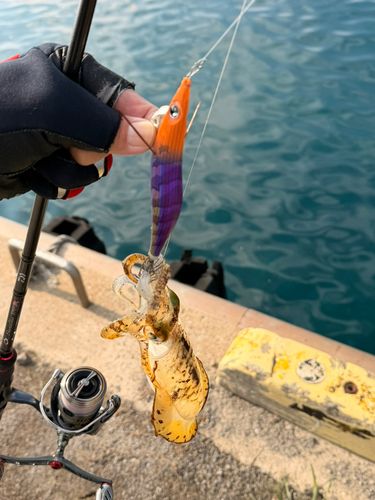 アオリイカの釣果