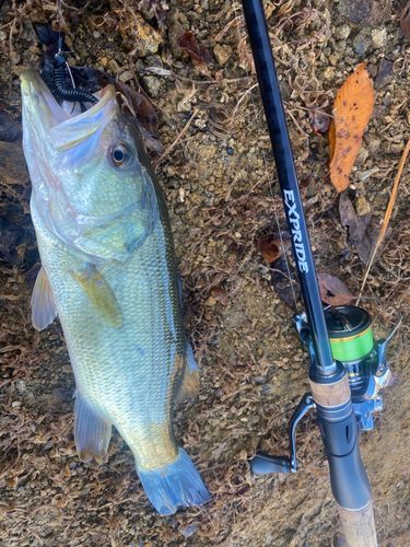 ブラックバスの釣果