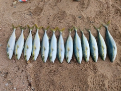 コゾクラの釣果