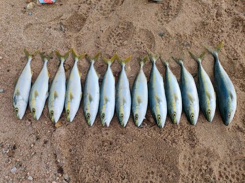 コゾクラの釣果