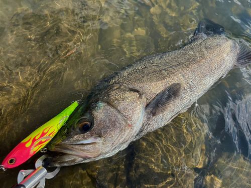 シーバスの釣果