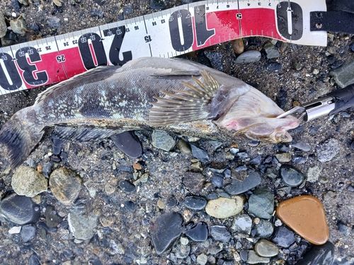 アイナメの釣果