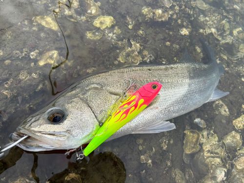 シーバスの釣果