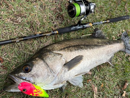 シーバスの釣果