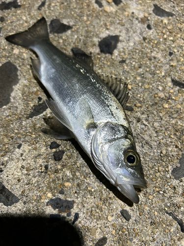 セイゴ（マルスズキ）の釣果