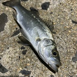 セイゴ（マルスズキ）