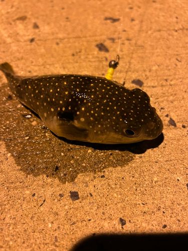 フグの釣果