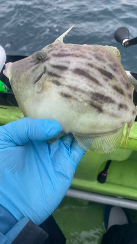 カワハギの釣果