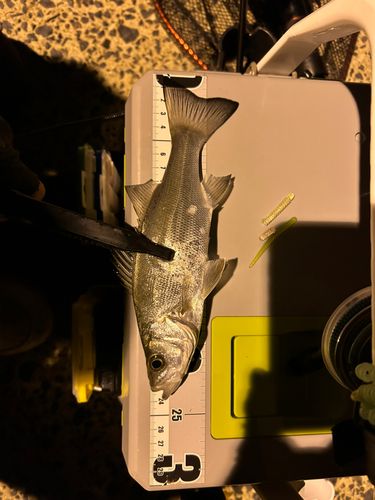 セイゴ（ヒラスズキ）の釣果