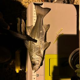 セイゴ（ヒラスズキ）