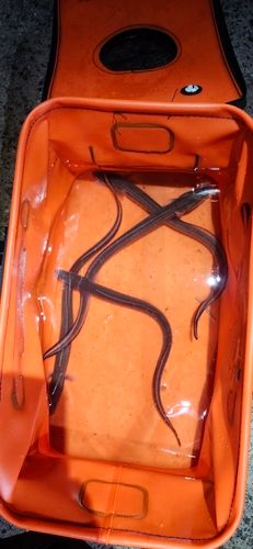 マアナゴの釣果