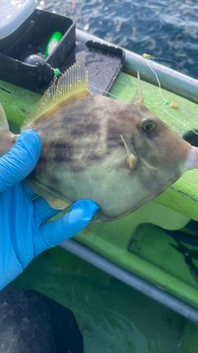 カワハギの釣果