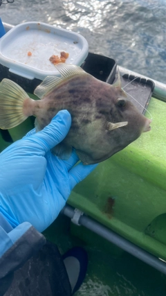 カワハギの釣果