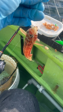 トラギスの釣果