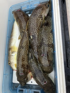 ショウサイフグの釣果