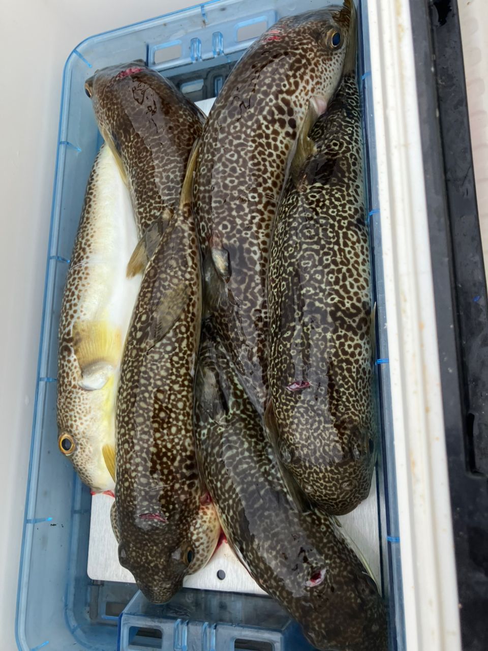 kunisanさんの釣果 1枚目の画像