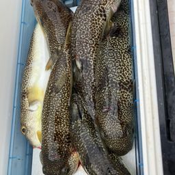 ショウサイフグ