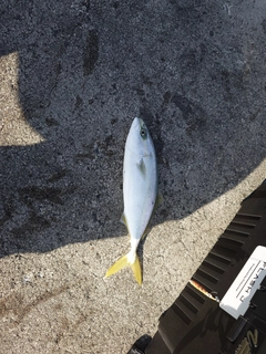 コゾクラの釣果