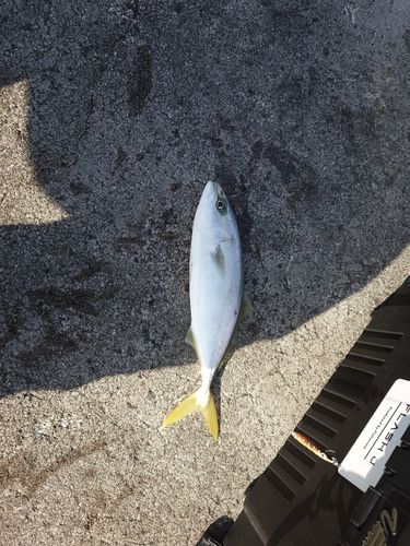 コゾクラの釣果