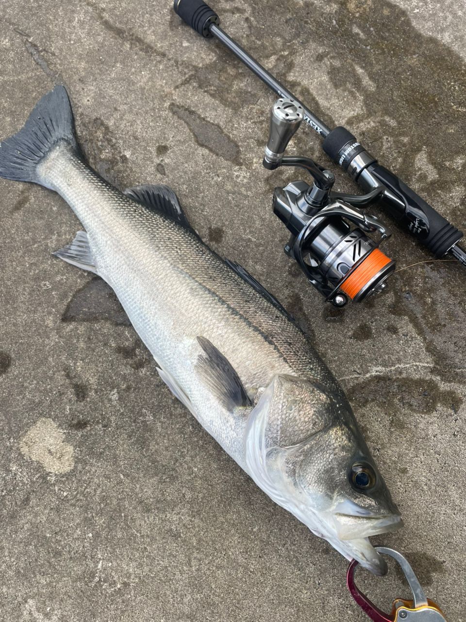 XESTA ブラックスター セカンドジェネレーション S78の最安値