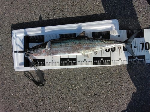 サゴシの釣果
