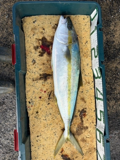 ヒラマサの釣果