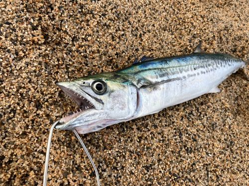 サゴシの釣果